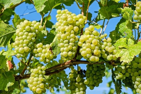 Verdicchio