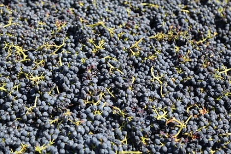 Sangue di Giuda