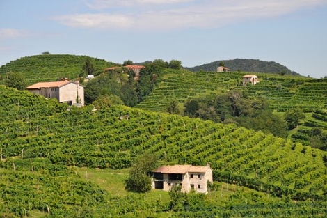 Colli Euganei Fior d'Arancio