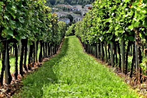 Soave