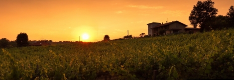 Vigna Dorata