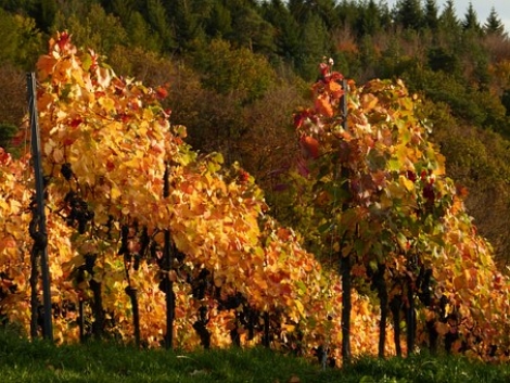 Lambrusco Grasparossa di Castelvetro