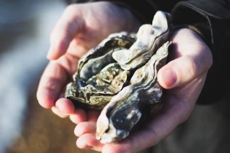 Oyster Stout