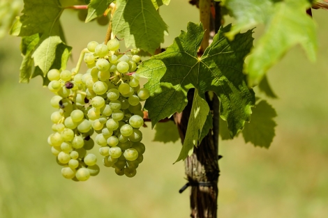 Greco di Bianco